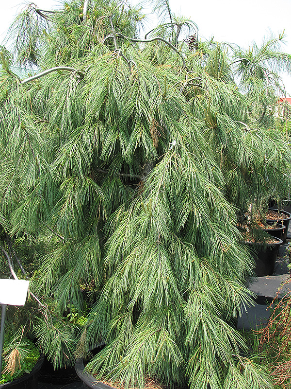 Weeping White Pine (Pinus strobus 'Pendula') at Begick Nursery
