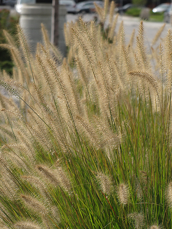 Hameln Dwarf Fountain Grass (Pennisetum alopecuroides 'Hameln') at Begick Nursery