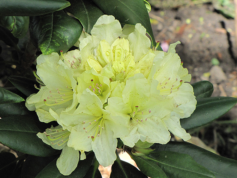 Capistrano Rhododendron (Rhododendron 'Capistrano') at Begick Nursery