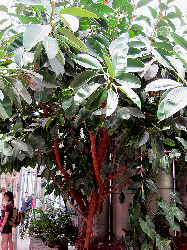 Rubber Tree (Ficus elastica) at Begick Nursery