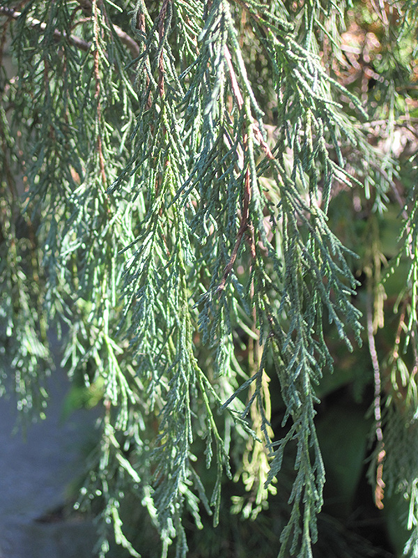 Tolleson's Weeping Juniper (Juniperus scopulorum 'Tolleson's Weeping') at Begick Nursery