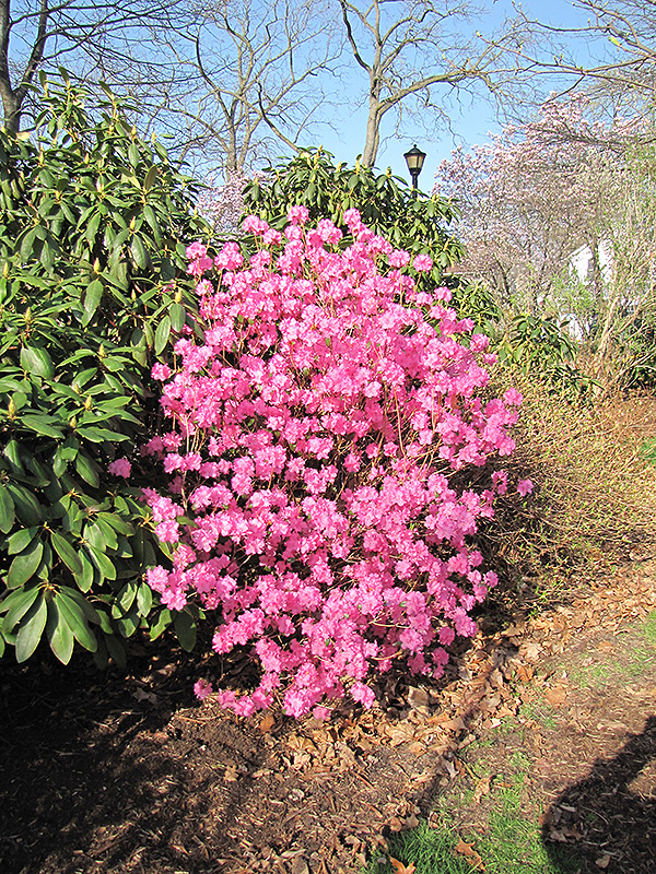 Landmark Rhododendron (Rhododendron 'Landmark') at Begick Nursery