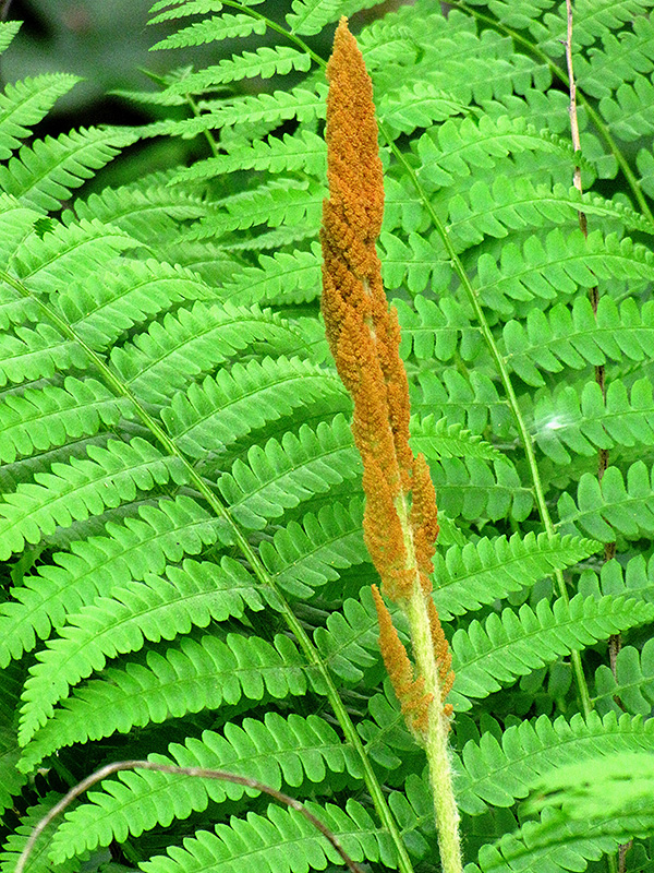 Cinnamon Fern (Osmunda cinnamomea) at Begick Nursery
