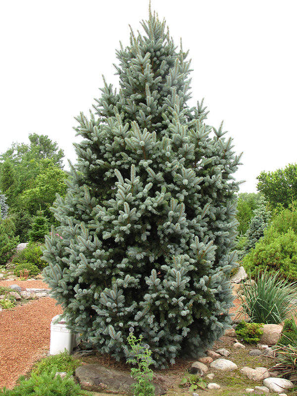 Iseli Fastigiate Spruce (Picea pungens 'Iseli Fastigiata') at Begick Nursery