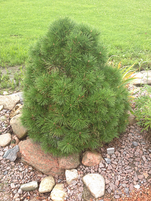 Moseri Scotch Pine (Pinus sylvestris 'Moseri') at Begick Nursery