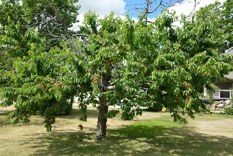 Bing Cherry (Prunus avium 'Bing') at Begick Nursery
