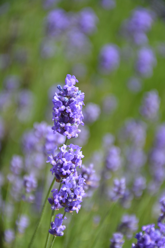 Hidcote Blue Lavender (Lavandula angustifolia 'Hidcote Blue') at Begick Nursery