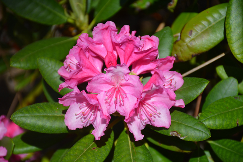 Haaga Rhododendron (Rhododendron 'Haaga') at Begick Nursery