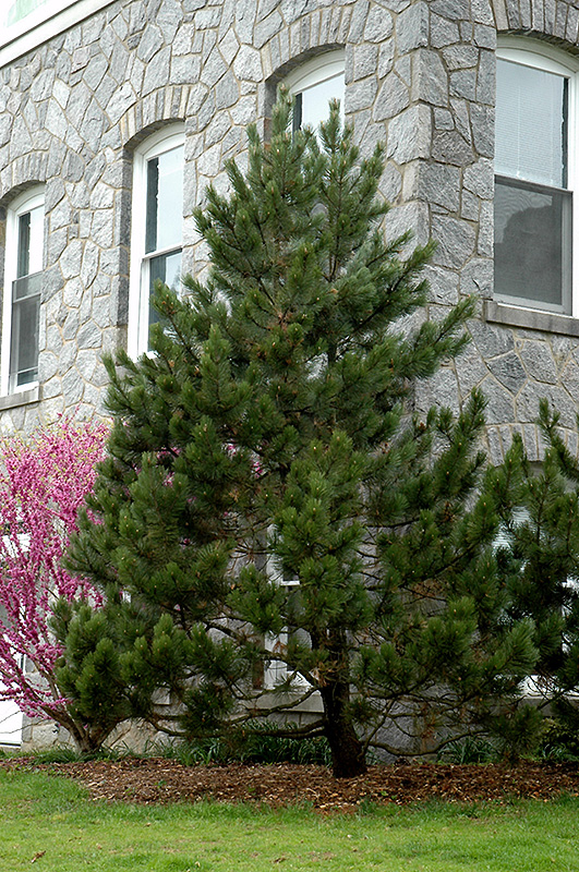 Bosnian Pine (Pinus heldreichii) at Begick Nursery