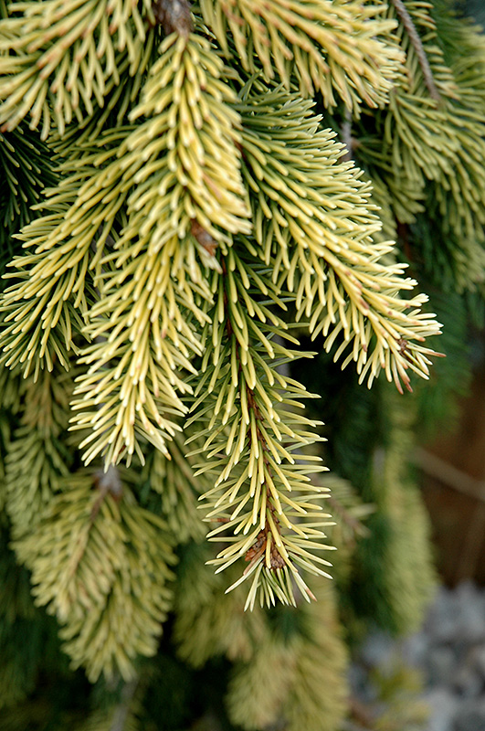 Gold Drift Norway Spruce (Picea abies 'Gold Drift') at Begick Nursery