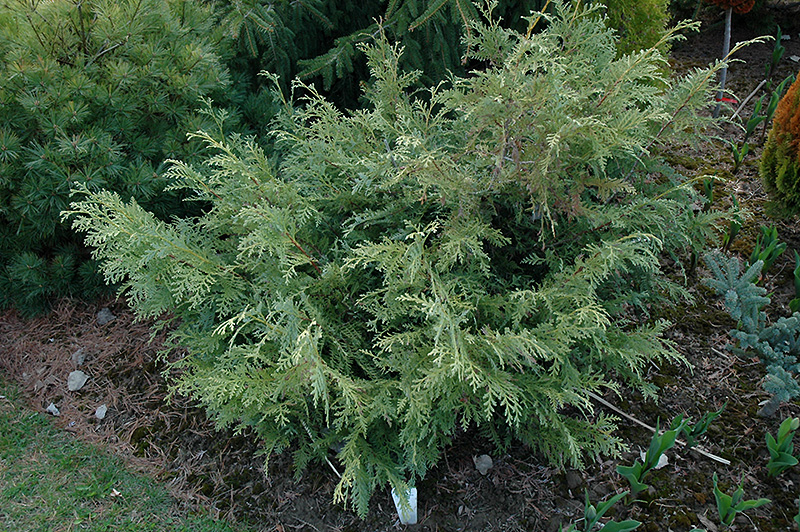 Glauca Prostrata Korean Arborvitae (Thuja koraiensis 'Glauca Prostrata') at Begick Nursery