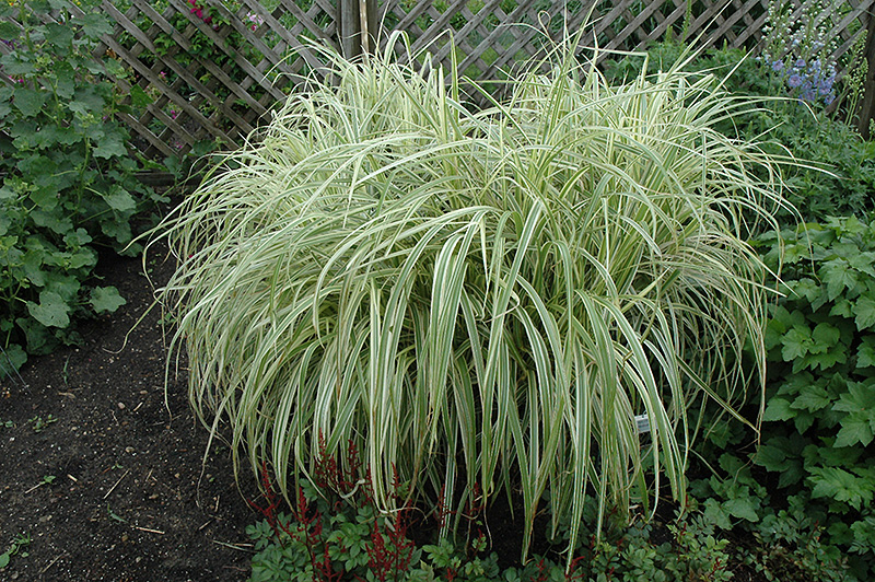 Dixieland Maiden Grass (Miscanthus sinensis 'Dixieland') at Begick Nursery