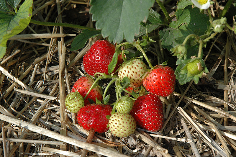 Everbearing Strawberry (Fragaria 'Everbearing') at Begick Nursery