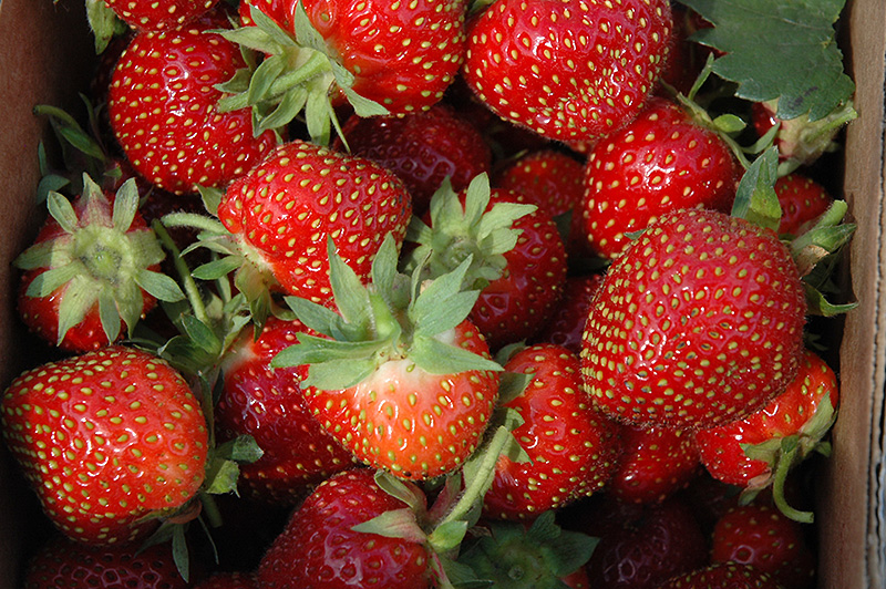 Allstar Strawberry (Fragaria 'Allstar') at Begick Nursery