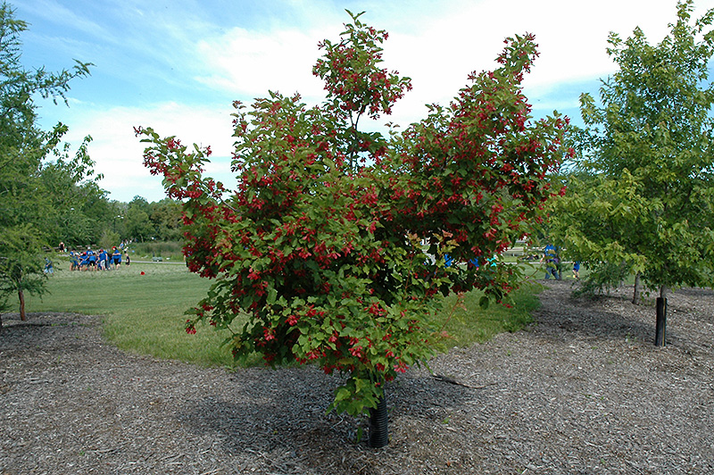 Hot Wings Tatarian Maple (Acer tataricum 'GarAnn') at Begick Nursery