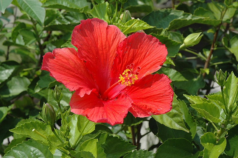 Red Hibiscus (Hibiscus rosa-sinensis 'Red') at Begick Nursery