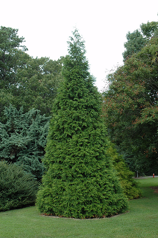 Green Giant Arborvitae (Thuja 'Green Giant') at Begick Nursery