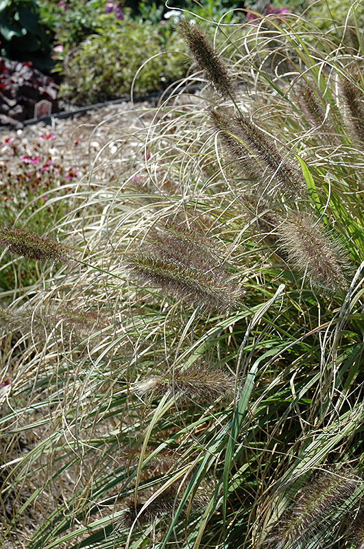 Ginger Love Fountain Grass (Pennisetum alopecuroides 'Ginger Love') at Begick Nursery