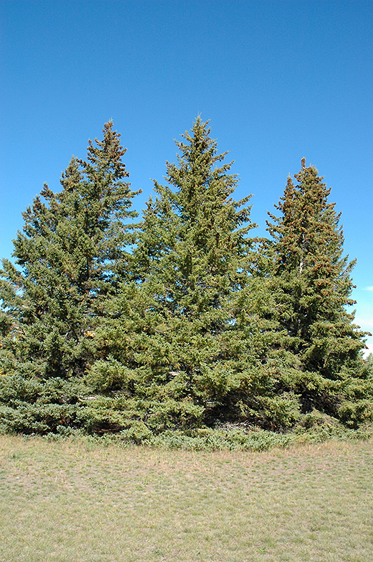 White Spruce (Picea glauca) at Begick Nursery