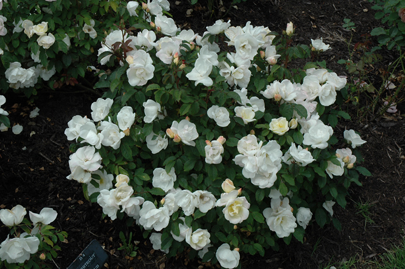 White Knock Out Rose (Rosa 'Radwhite') at Begick Nursery