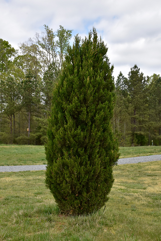 Spartan Juniper (Juniperus chinensis 'Spartan') at Begick Nursery