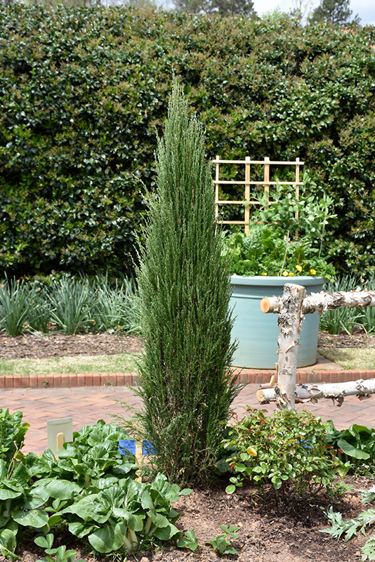 Blue Arrow Juniper (Juniperus scopulorum 'Blue Arrow') at Begick Nursery