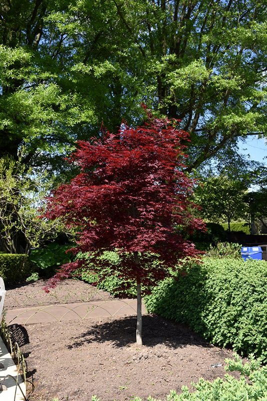 Fireglow Japanese Maple (Acer palmatum 'Fireglow') at Begick Nursery