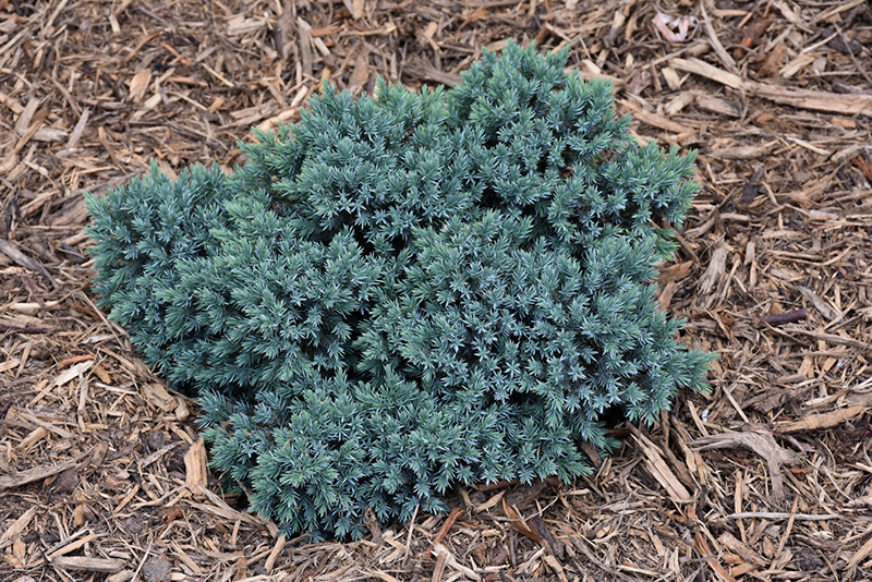 Blue Star Juniper (Juniperus squamata 'Blue Star') at Begick Nursery