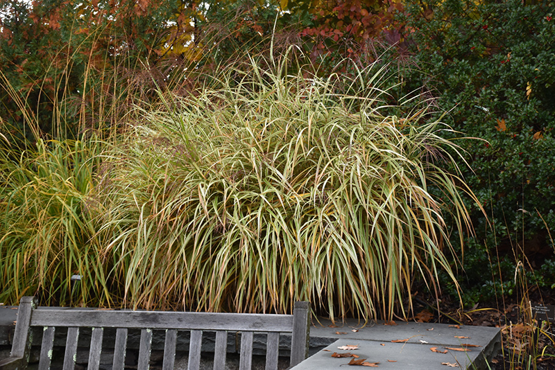 Dixieland Maiden Grass (Miscanthus sinensis 'Dixieland') at Begick Nursery