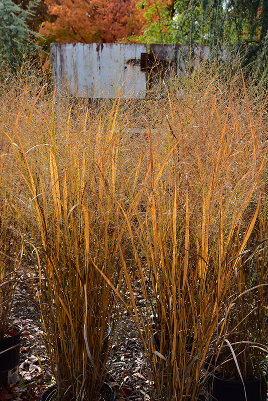 Northwind Switch Grass (Panicum virgatum 'Northwind') at Begick Nursery