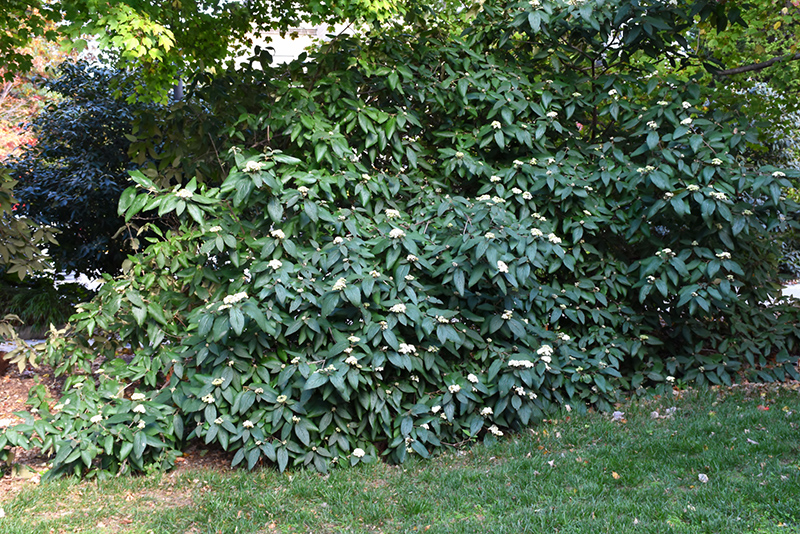 Alleghany Viburnum (Viburnum x rhytidophylloides 'Alleghany') at Begick Nursery