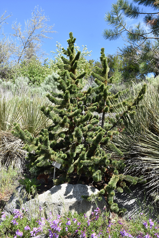 Bristlecone Pine (Pinus aristata) at Begick Nursery