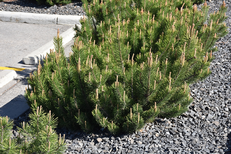 Dwarf Mugo Pine (Pinus mugo var. pumilio) at Begick Nursery