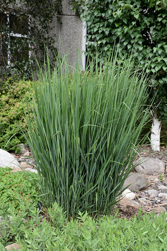 Northwind Switch Grass (Panicum virgatum 'Northwind') at Begick Nursery
