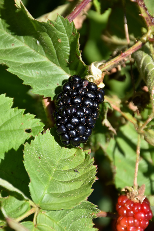 Chester Thornless Blackberry (Rubus 'Chester') at Begick Nursery