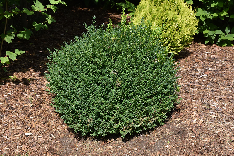 North Star Boxwood (Buxus sempervirens 'Katerberg') at Begick Nursery