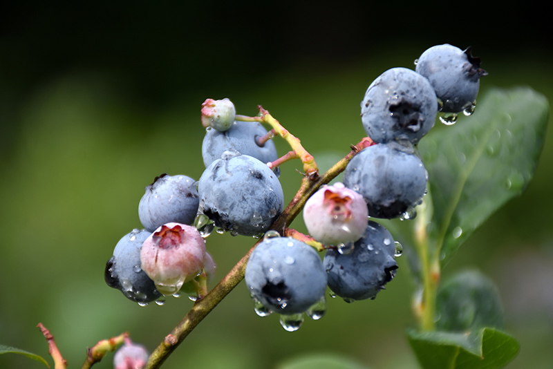 Blueray Blueberry (Vaccinium corymbosum 'Blueray') at Begick Nursery