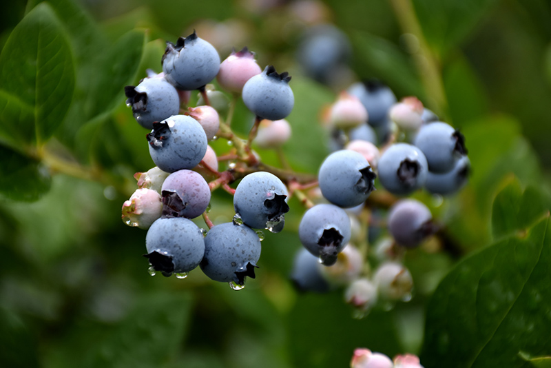 Bluecrop Blueberry (Vaccinium corymbosum 'Bluecrop') at Begick Nursery