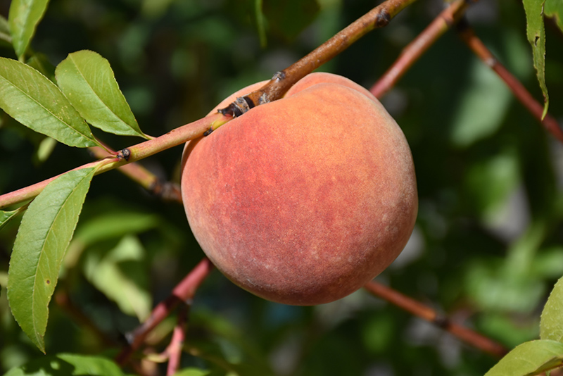 Redhaven Peach (Prunus persica 'Redhaven') at Begick Nursery