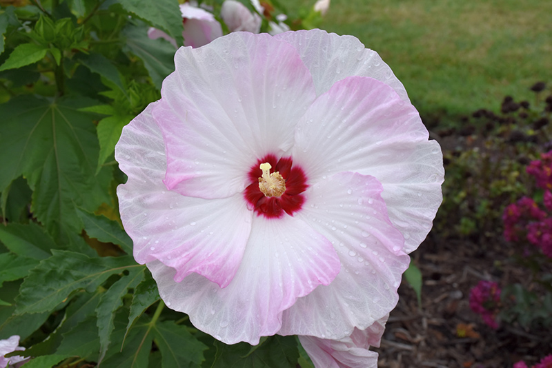 Summerific® Ballet Slippers Hibiscus (Hibiscus 'Ballet Slippers') in