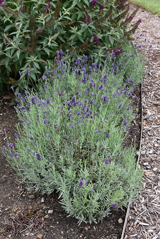 Sweet Romance Lavender (Lavandula angustifolia 'Kerlavangem') at Begick Nursery