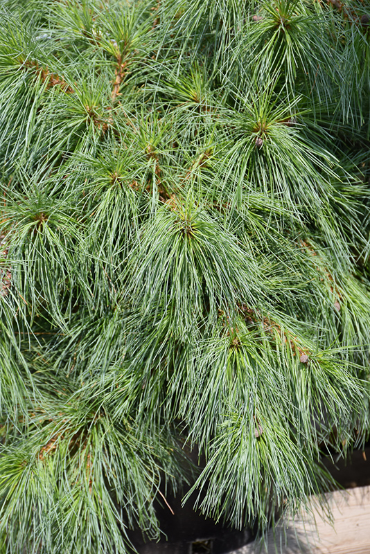 Niagara Falls Eastern White Pine (Pinus strobus 'Niagara Falls') at Begick Nursery