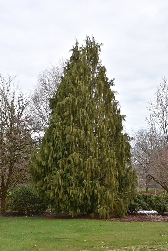 Weeping Nootka Cypress (Chamaecyparis nootkatensis 'Pendula') at Begick Nursery