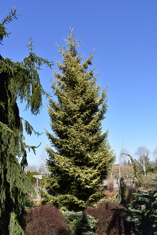 Skylands Golden Spruce (Picea orientalis 'Skylands') at Begick Nursery