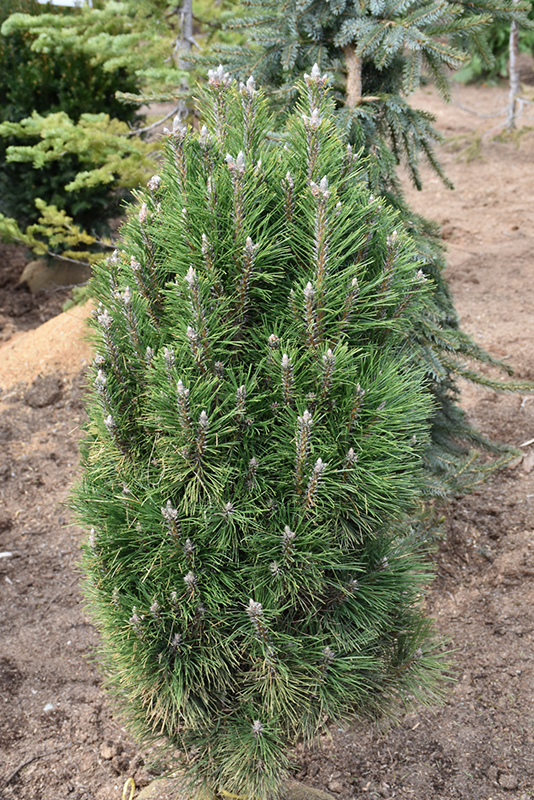 Frank's Austrian Pine (Pinus nigra 'Frank') at Begick Nursery