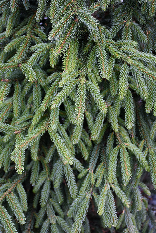 Atrovirens Oriental Spruce (Picea orientalis 'Atrovirens') at Begick Nursery