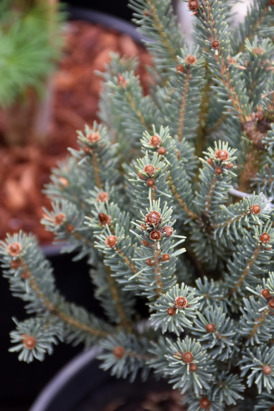 Blue Teardrop Spruce (Picea glauca 'Blue Teardrop') at Begick Nursery