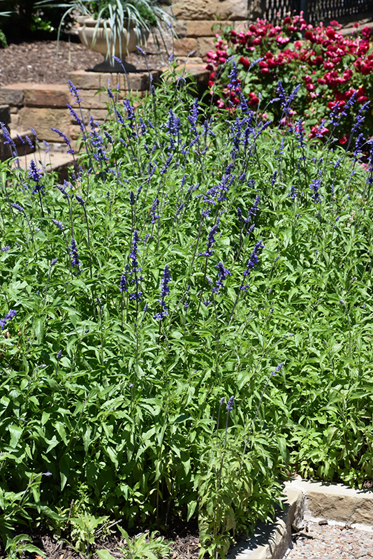 Victoria Blue Salvia (Salvia farinacea 'Victoria Blue') at Begick Nursery