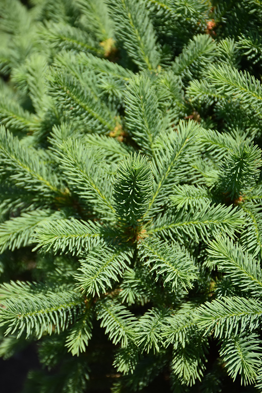 Meyer's Blue Spruce (Picea meyeri) at Begick Nursery