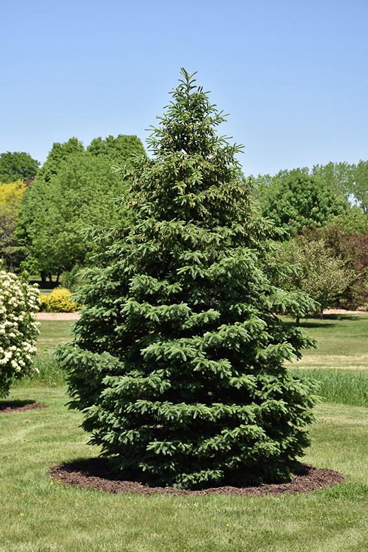 Black Hills Spruce (Picea glauca 'Densata') at Begick Nursery